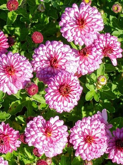 Chrysantheme, Winter-Aster 'Anastasia' / Chrysanthemum hortorum 'Anastasia'