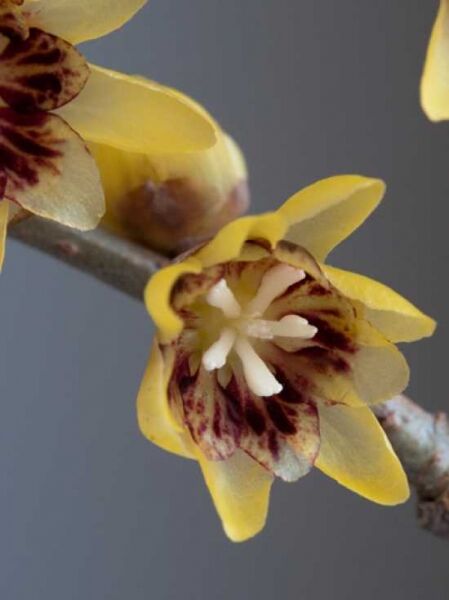 Chinesische Winterblüte / Chimonanthus praecox