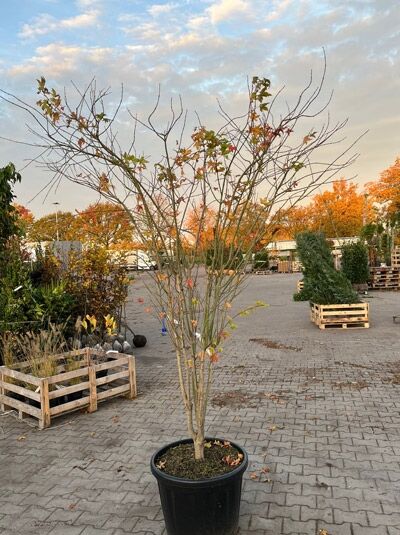 Fächer-Ahorn 'Summer Gold' (Acer palmatum 'Summer Gold') 200-250 cm im Topf, mehrstämmig mit feinen Ästen und Laubansatz.