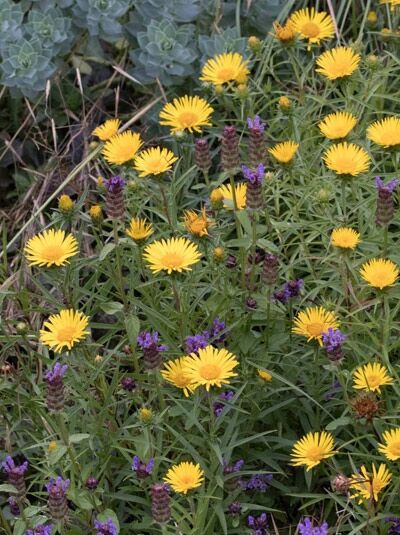 Zwerg-Alant / Inula ensifolia