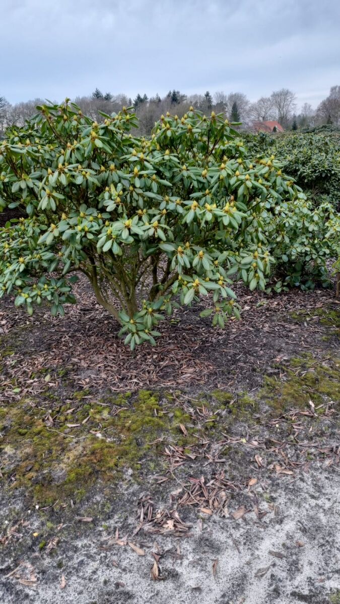 Rhododendron 'Goldinetta' - Rhododendron wardii 'Goldinetta ' - Baumschule  NewGarden