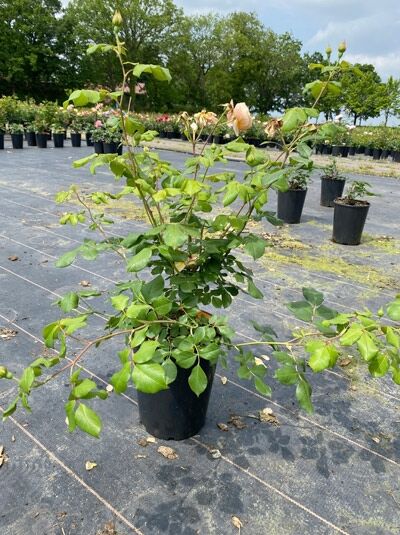 Rosa 'Roald Dahl' / Englische Rose 'Roald Dahl' C5, Rosenstrauch im Topf mit grünen Blättern und Knospen