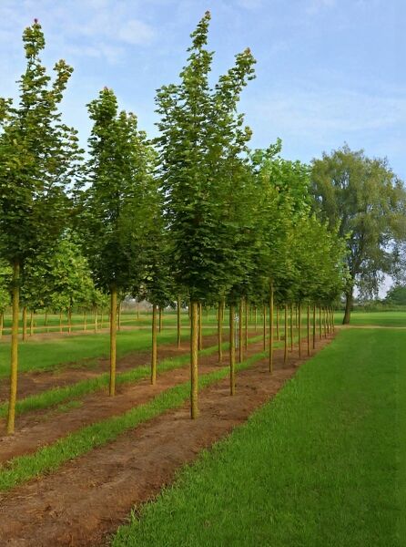 Spitz-Ahorn (Acer platanoides 'Cleveland') Hochstamm, Reihe junger Bäume im Feld, mit dichtem grünen Laub.
