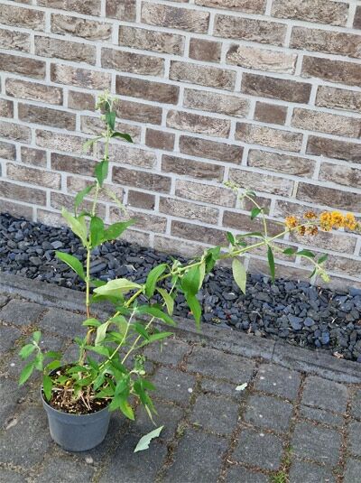 Kugel-Sommerflieder (Buddleja globosa) 40–60 cm C2 im Topf, grünes Laub und orange kugelige Blütenstände an Trieben