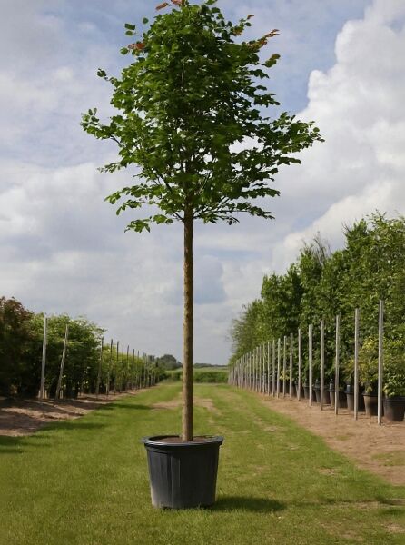 Parrotia persica (Eisenholzbaum), Parrotie Hochstamm 16-18 StU im Container mit geradem Stamm und grüner Krone.