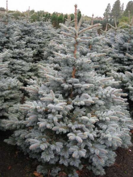 Picea pungens 'Montgomery' / Stech-Fichte 'Montgomery', 125-150 cm m. Db., kompakter Nadelbaum mit blaugrünen Nadeln.