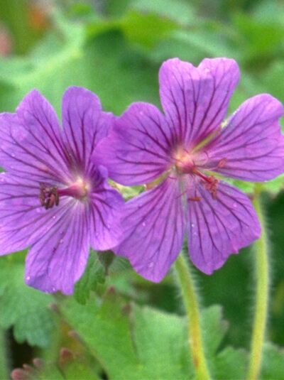Pracht-Storchschnabel 'Rosemoor' - Geranium magnificum 'Rosemoor'