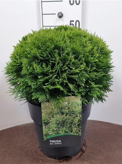 thuja o Thuja o. Mr. Bowling Ball 5gal Arborvitae