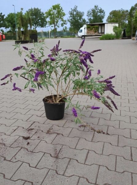 Buddleja davidii 'Nanho Purple' (Sommerflieder) im C10-Topf, buschiger Schmetterlingsstrauch mit violetten Blütenrispen.