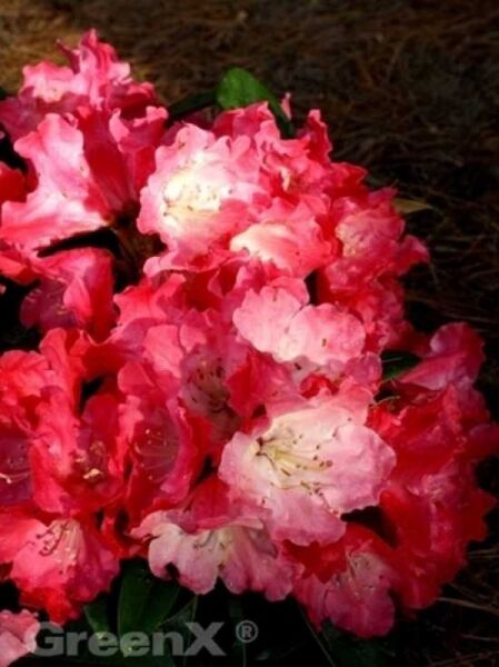 Rhododendron yakushimanum 'INKARHO Morgenrot' / Rhododendron 'INKARHO Morgenrot'