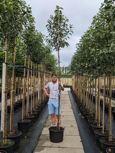 Malus domestica 'Kaiser Wilhelm' / Apfel 'Kaiser Wilhelm', Hochstamm 10-12 StU im Container, Baum mit Stamm und grünem Laub im Topf