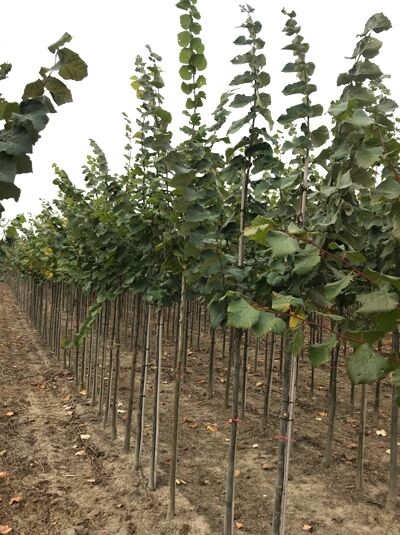 Tilia tomentosa 'Szeleste' / Ungarische Silber-Linde
