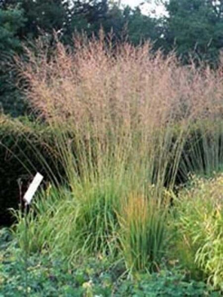 Garten-Pfeifengras / Riesen-Pfeifengras 'Karl Förster' / Molinia arundinacea 'Karl Förster'