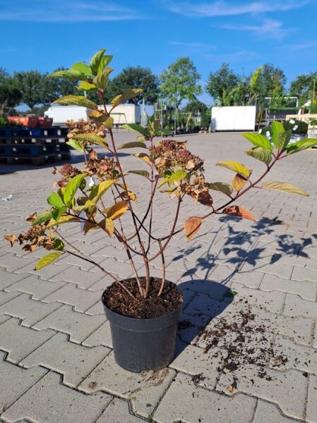 Rispenhortensie Hydrangea paniculata 'Wim's Red' 40-60 cm C2 im schwarzen Topf, mehrtriebig, mit grünen und rötlichen Blättern.