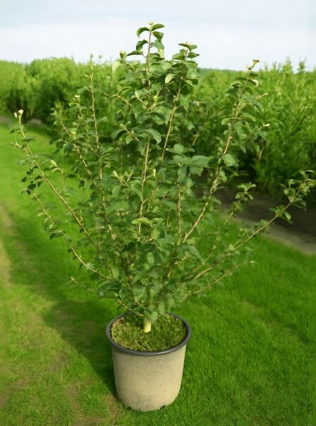 Viburnum carlcephalum / Großblumiger Duft-Schneeball, 100–125 cm, im Container C30 mit grünem Laub und verzweigten Trieben.