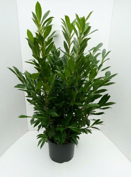 Prunus laurocerasus 'Herbergii' / Kirschlorbeer 'Herbergii' 125-150 cm C20, immergrüner Strauch im Topf mit glänzenden Blättern.