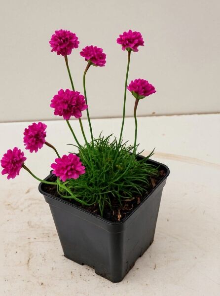 Grasnelke (Armeria maritima) 'Düsseldorfer Stolz' P9 im Topf mit grünen, grasartigen Blättern und pinken Blütenköpfen.