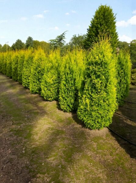 Thuja occidentalis 'Jantar' / Lebensbaum 'Jantar', 150-175 cm, mit Ballen, immergrüne Konifere in Baumschulreihe