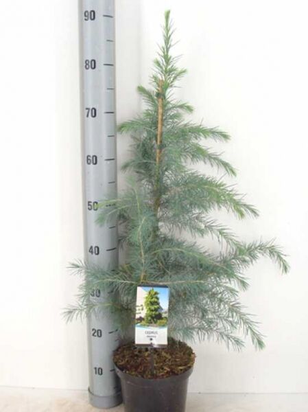 Cedrus deodara (Himalaja-Zeder) 50–60 cm im C3-Topf, junger Nadelbaum mit aufrechtem Stamm und blaugrünen Nadeln.