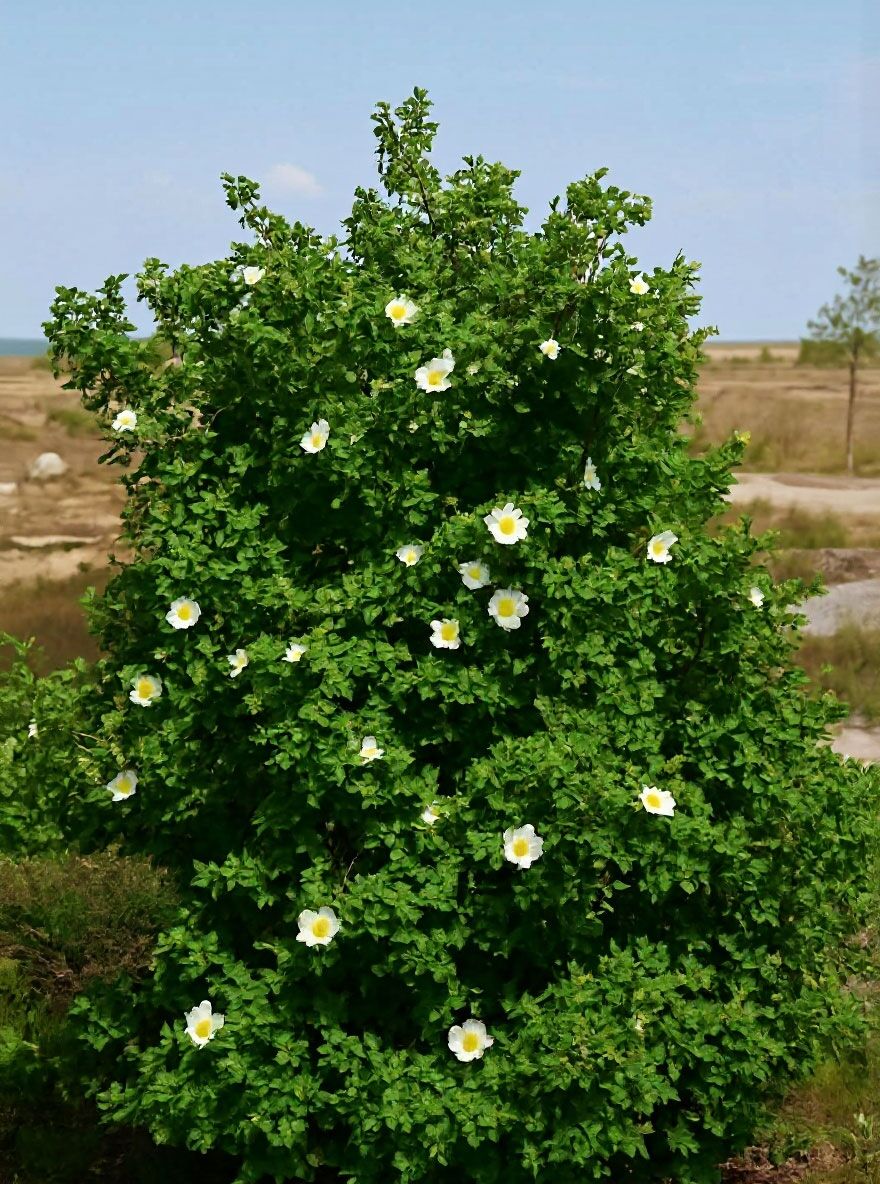 Dnenrose / Bibernellrose - Rosa pimpinellifolia - Baumschule NewGarden
