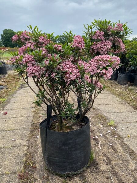 Kalmia myrtifolia 'Minuet' / Lorbeerrose 'Minuet' im Container, mehrstämmig, mit rosa Blüten, ca. 70–80 cm hoch, Solitär m. B.