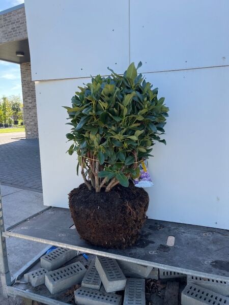 Rhododendron 'INKARHO Dufthecke lila' - Rhododendron Hybride 'INKARHO Dufthecke lila®'