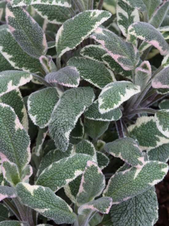 GartenSalbei 'Tricolor' / Salvia officinalis 'Tricolor' kaufen
