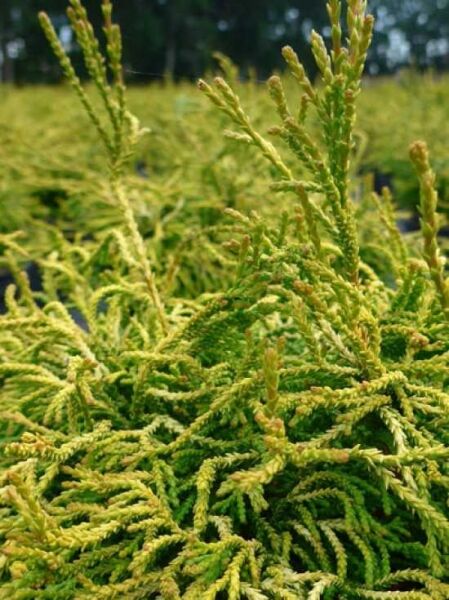 Gelbe Hinoki Scheinzypresse 'Gitte' / Chamaecyparis obtusa 'Gitte'