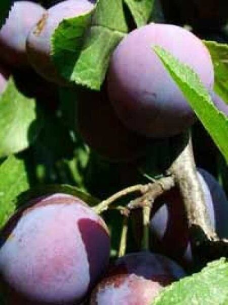 Prunus domestica 'Early Prolific' / Pflaume 'Early Prolific'