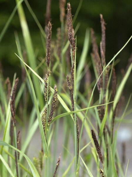 Sumpf-Segge / Carex acutiformis