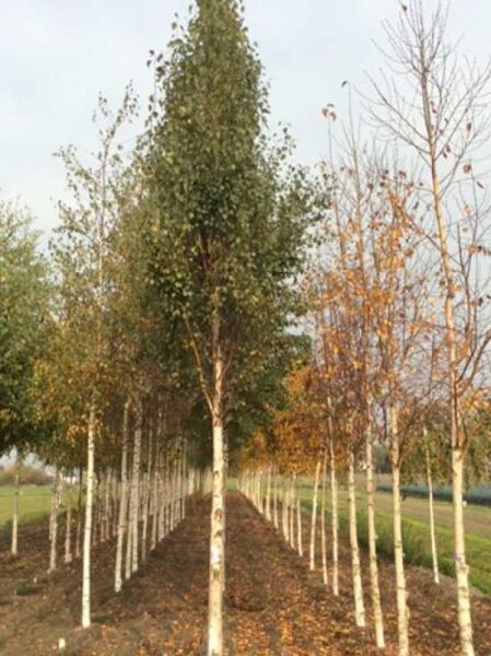 Säulen-Birke 'Fastigiata' (Betula pendula 'Fastigiata') Hochstamm 18–20 StU mit Drahtballen, aufrechter Wuchs, weißer Stamm.