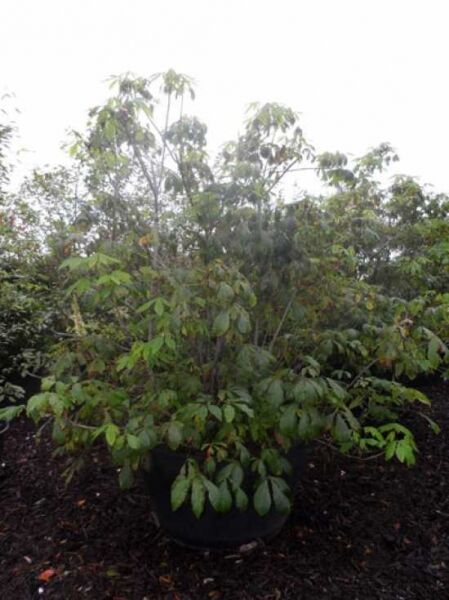 Strauch-Rosskastanie / Aesculus parviflora