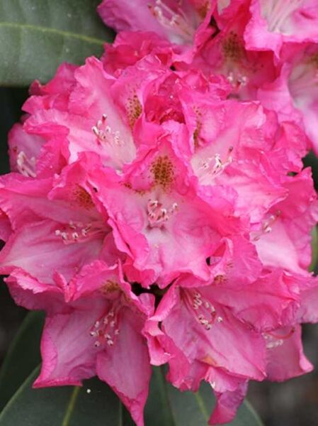 Rhododendron Hybride 'Fidelius' / Rhododendron 'Fidelius' mit rosa Blüten in Dolden und dunkler Zeichnung im Schlund