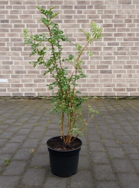Rosa pimpinellifolia (Dünenrose/Bibernellrose) 60-100 cm C3, junger Strauch im Container mit grünen Blättern und Trieben