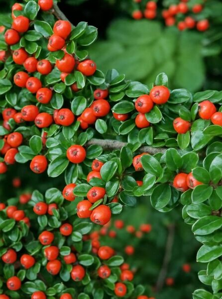 Cotoneaster horizontalis (Fächer-Zwergmispel) mit glänzend grünen Blättern und zahlreichen roten Beeren am Zweig