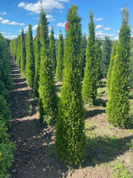 Lebensbaum 'Smaragd' Toskanasäule / Lebensbaum 'Smaragd' Toskanasäule