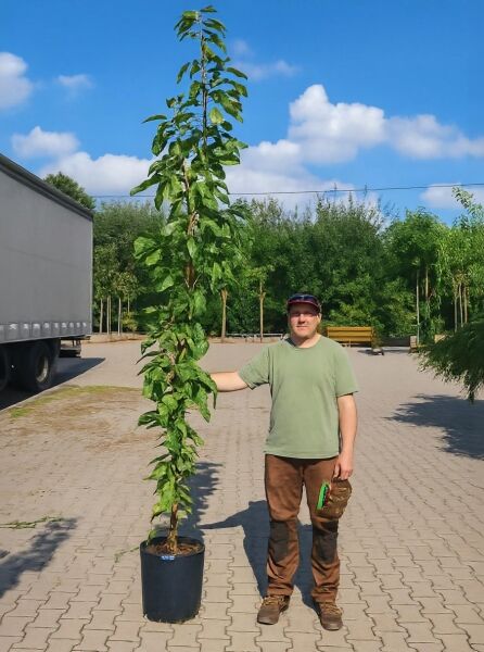 Prunus serrulata 'Amanogawa' / Säulen-Zierkirsche 'Amanogawa' 250-300 cm C50, schlanker Hochstamm im Container mit Laub
