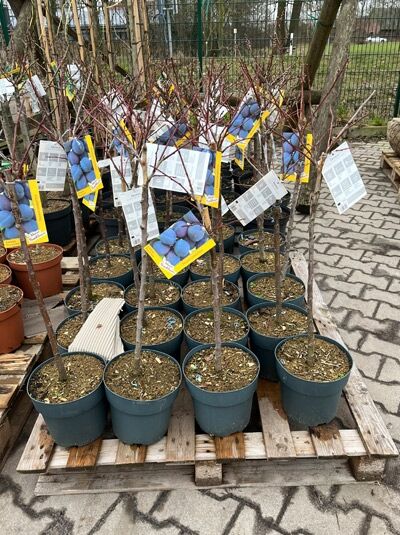 Zwerg-Pflaume 'Hanna' / Prunus domestica 'Hanna'