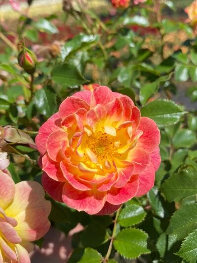 Bodendeckerrose 'Bienenweide ® Fruity' / Bodendeckerrose 'Bienenweide ® Fruity'
