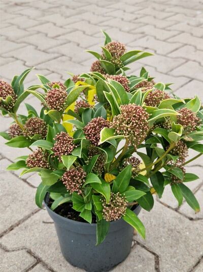 Zwerg-Skimmie &#039;Godrie&#039;s Dwarf&#039; / Skimmia japonica &#039;Godrie&#039;s Dwarf&#039;