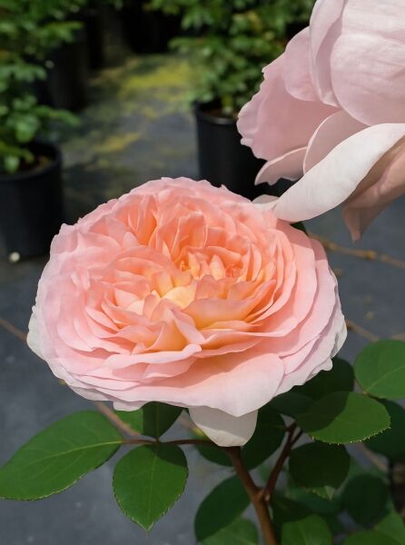 Rosa 'Märchenzauber' ® ADR-Rose (Beetrose) mit gefüllter, zart apricot-rosa Blüte und grünen Blättern in Nahaufnahme.