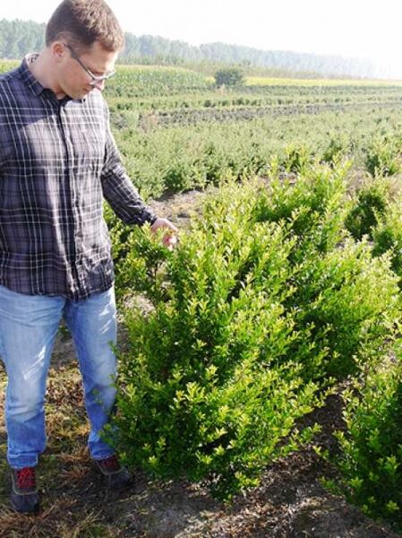 Kleinlaubige Japan-Hülse 'Impala'® (Ilex 'Impala'®), 100-125 cm, mit Ballen, dichter immergrüner Strauch im Feldbestand