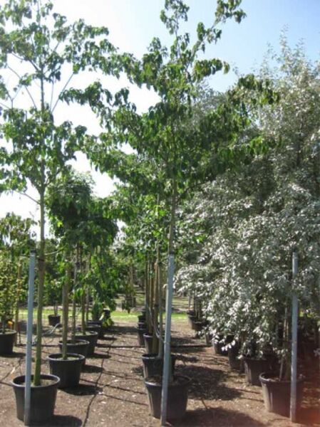 Pagoden-Hartriegel Hochstamm (Cornus controversa) im Container, 14–16 StU, mit aufrechtem Stamm und grüner Belaubung.