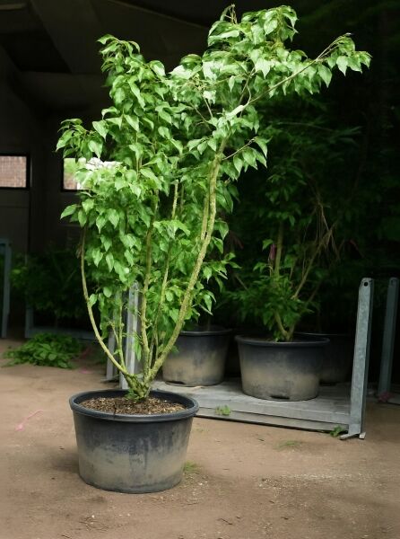 Prunus serrulata 'Kanzan' – Japanische Nelken-Kirsche, Japanische Blütenkirsche 200-250 cm C50 im Container mit grünem Laub.