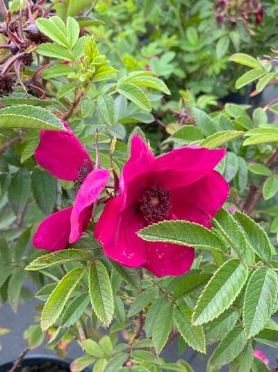 Rosa Strandperle® 'Norderney' (Rosa), Strauchrose mit leuchtend pinken, einfachen Blüten und grünem, gefiedertem Laub