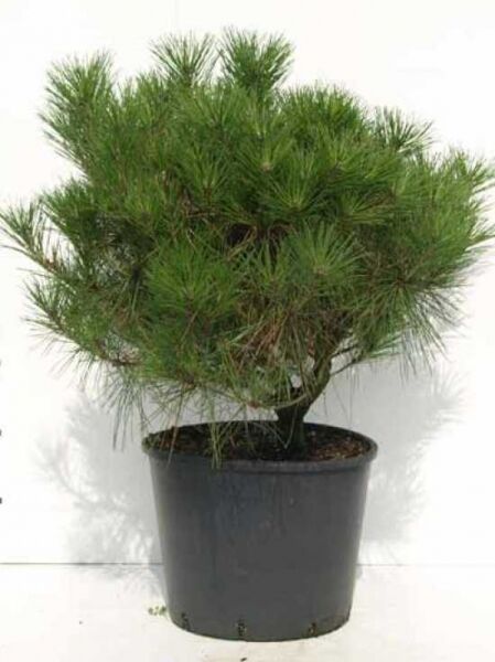 Pinus densiflora 'Alice Verkade' / Kiefer 'Alice Verkade' / japanische Strauchkiefer