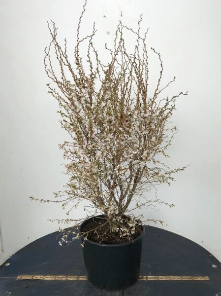 Prunus incisa 'Kojou-no-mai' (Frühkirsche) Strauch im Topf, 80–100 cm, C20, mit zarten rosa Blüten und feinen Zweigen