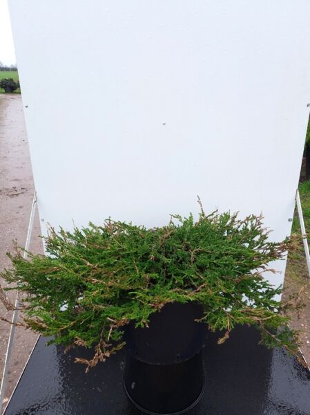 Juniperus horizontalis 'Prince of Wales' / Teppich-Wacholder, flach wachsend im Topf, 70–80 cm breit, C35