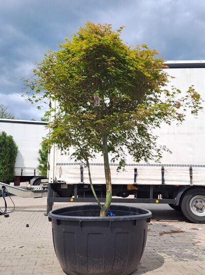 Japanischer Ahorn / Fächer-Ahorn &#039;Deshojo&#039; 225-250 cm / Acer palmatum &#039;Deshojo&#039; (874459)