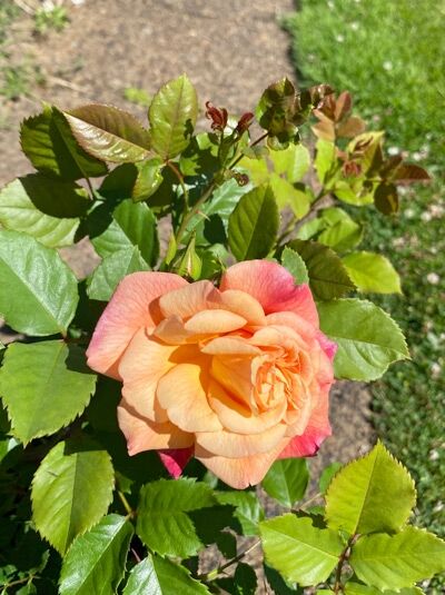 Rosa 'Aloha' ® / Kletterrose 'Aloha' ® mit apricotfarbener, rosagetönter Blüte und grünem, gezähntem Laub